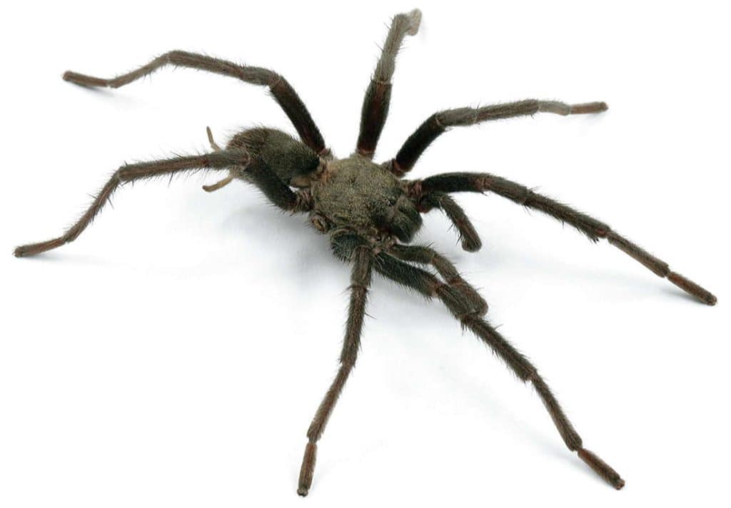 Aphonopelma xwalxwa tarnatulal