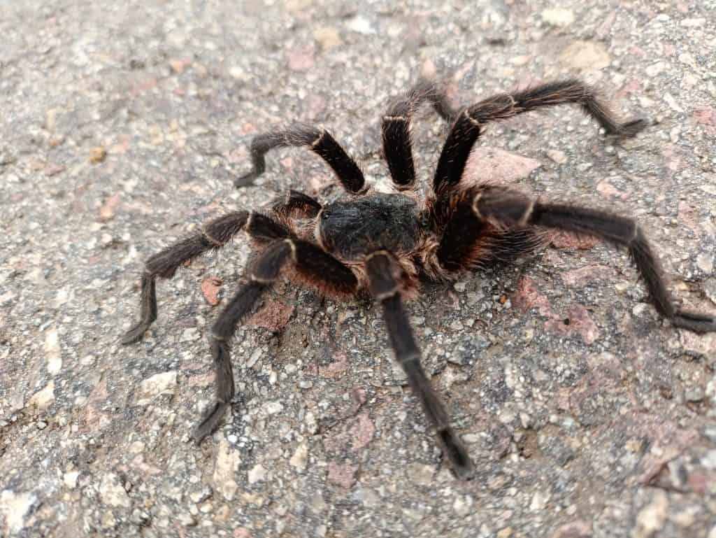 Eupalaestrus weijenberghi tarantula