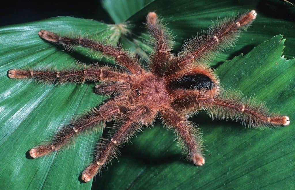 Avicularia lynnae tarantula