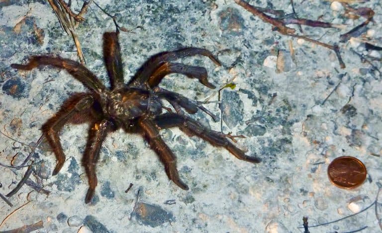 Cyrtopholis bonhotei tarantula