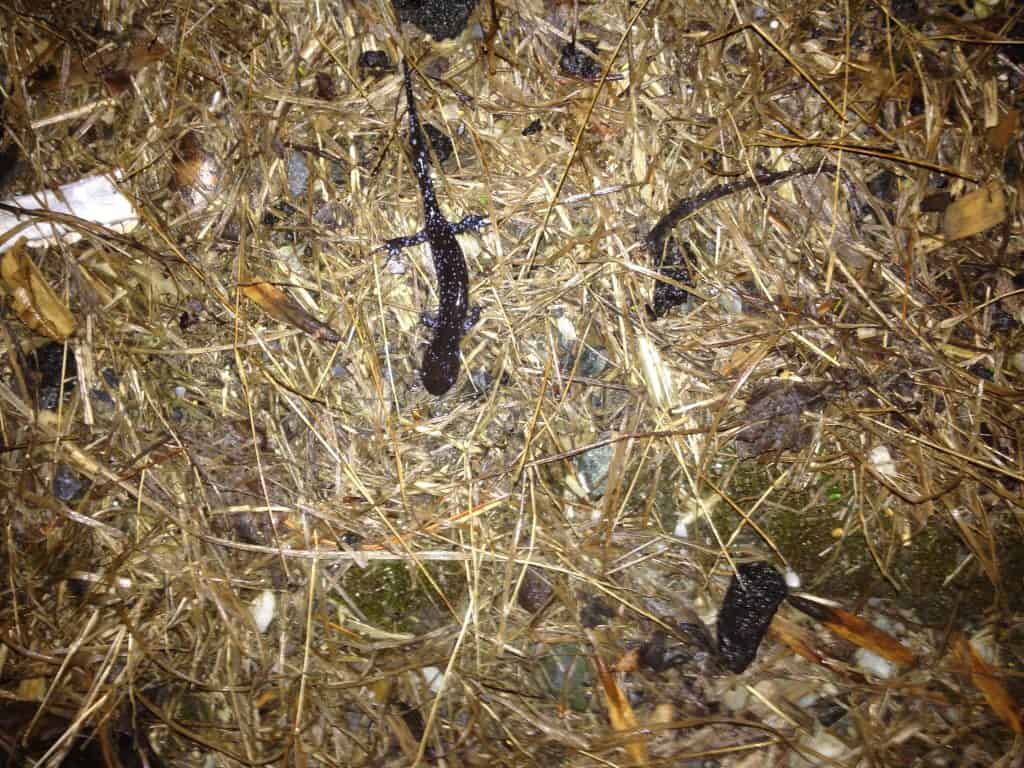 Blue spotted salamander Steve Parren ONLY TO BE USED WITH ARTICLES ABOUT AMPHIBIAN UNDERPASSES IN VERMONT