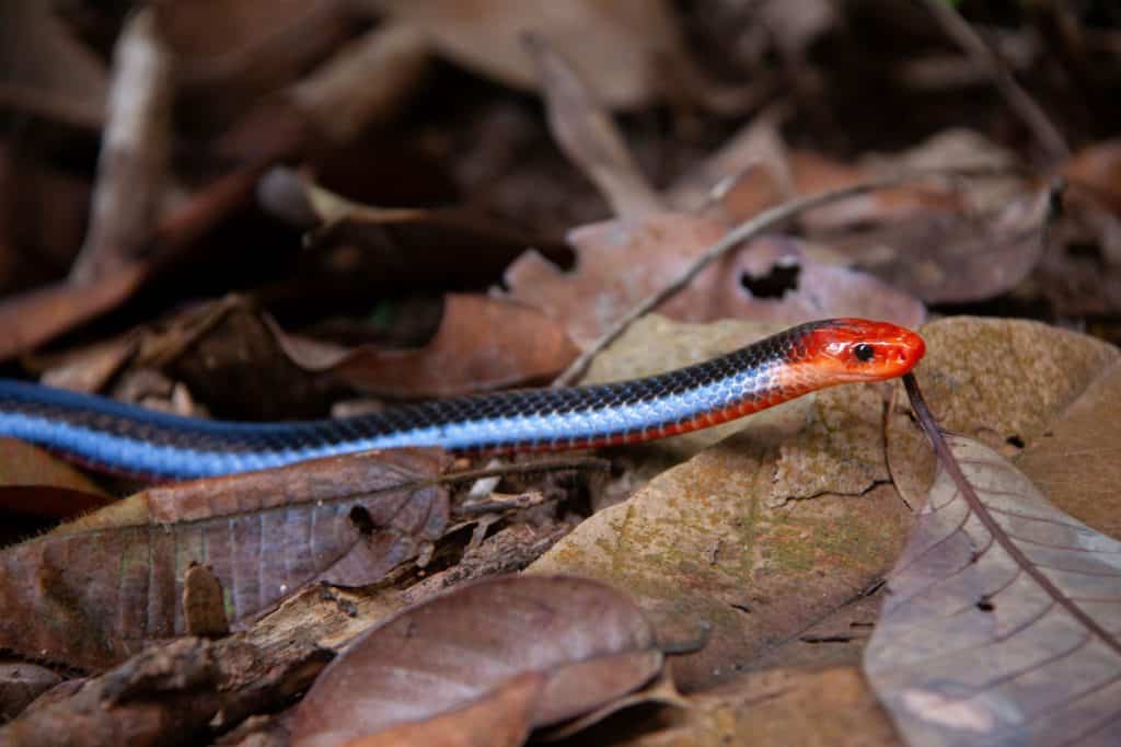 A blue malayan coral snake (Calliophis bivirgatus) in Singapore.