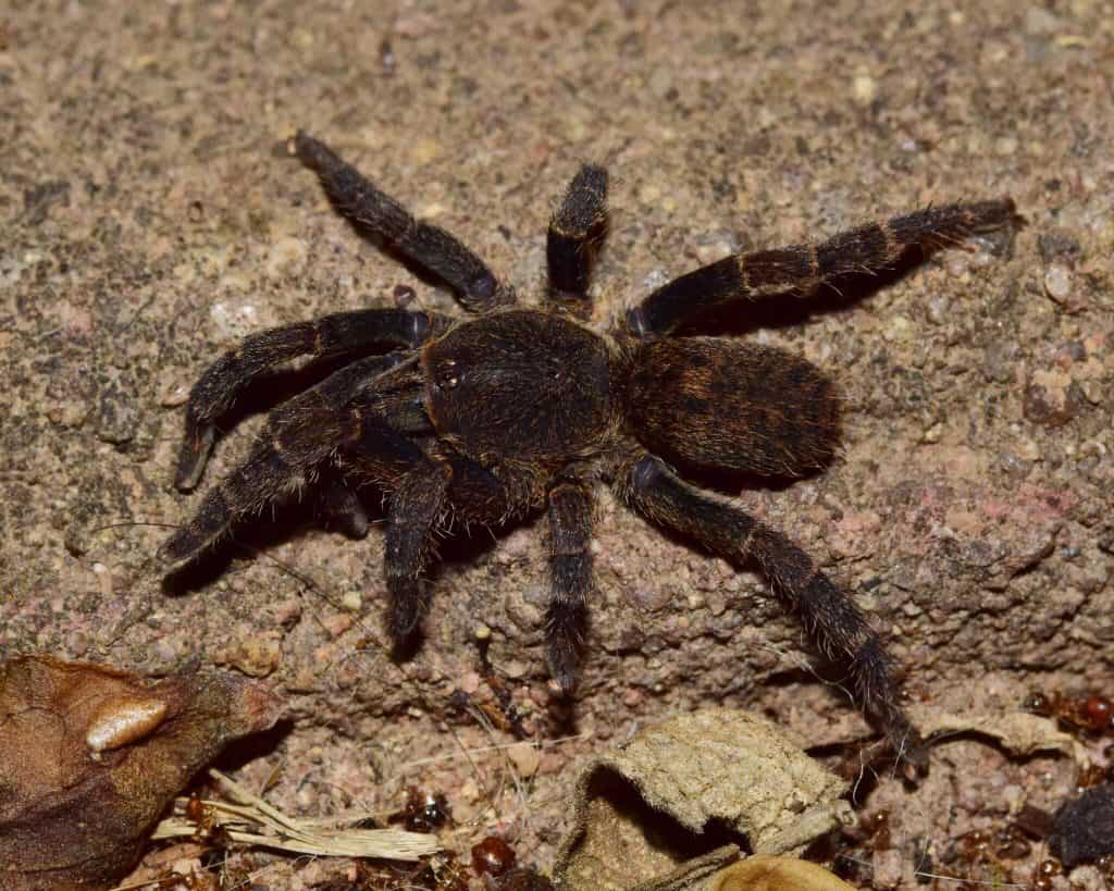 Brachionopus robustus tarantula