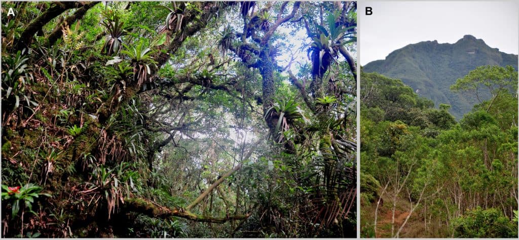 Habitat at the type locality of Brachycephalus lulai, Pico Garuva, municipality of Garuva, Santa Catarina, southern Brazil. (A) Middle and low strata of the forest (Floresta Ombrófila Densa Montana) at 750 m above sea level. (B) East slope of Pico Garuva, 1,260 m above sea level.