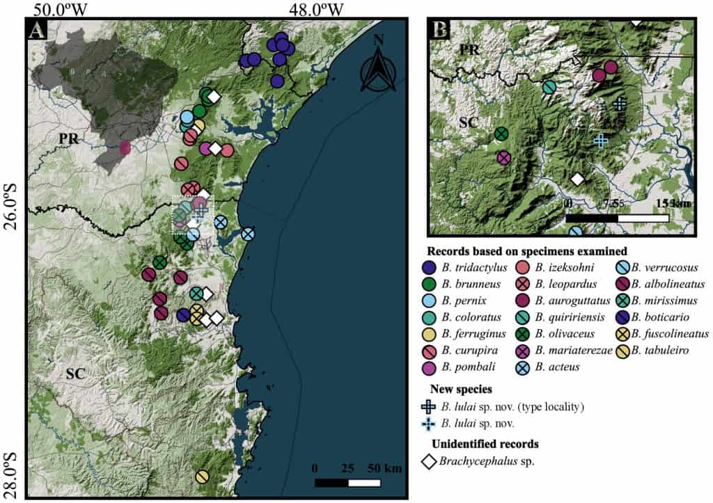  Location of specimens examined of species from Brachycephalus pernix group, in southeastern and southern Brazil. (A) All specimens. (B) Detail of the distribution of B. lulai. Abbreviations: SP&thinsp;=&thinsp;S&atilde;o Paulo; PR&thinsp;=&thinsp;Paran&aacute;; SC&thinsp;=&thinsp;Santa Catarina. Urban areas are displayed in gray, open vegetation areas in light green, and dense vegetation in dark green. Basemaps: OpenStreetMap, under Open Database License (ODbL), available at [1]