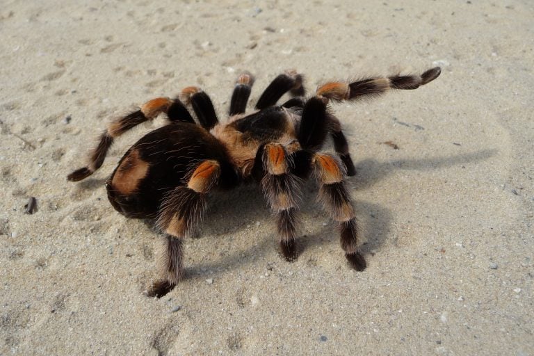Brachypelma smithi tarantula