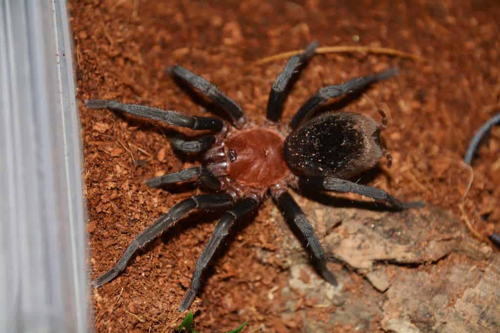 Bumba horrida tarantula