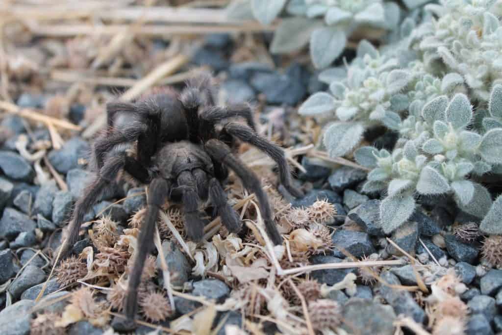 California ebony tarantula (Aphonopelma eutylenum)