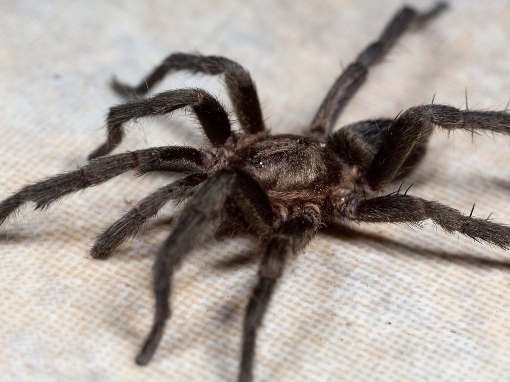 Catumiri argentinense tarantula