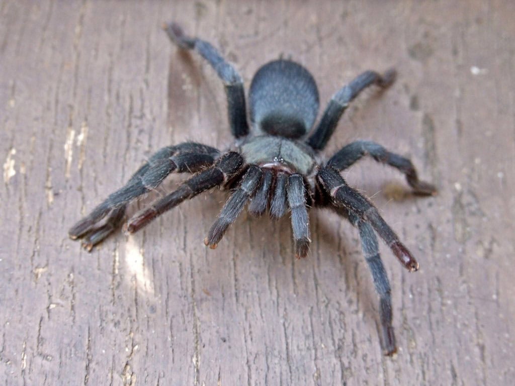 Chaetopelma olivaceum tarantula
