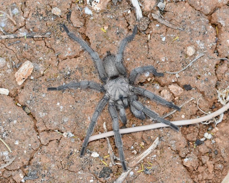 The black furry tarantula, Chaetopelma olivaceum