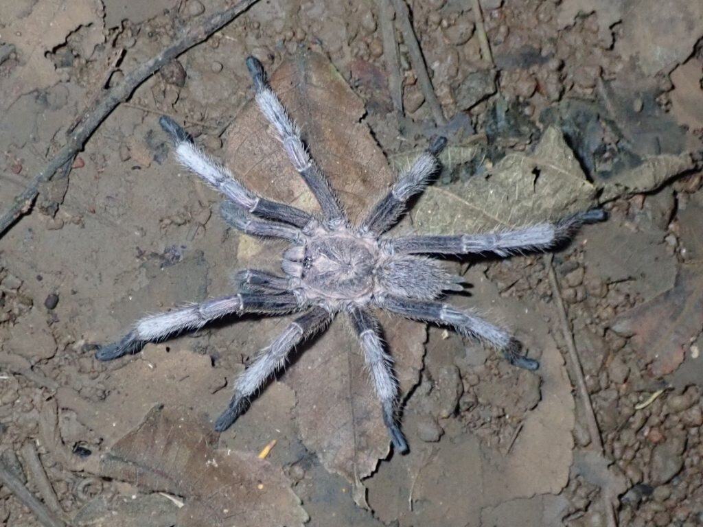 Chilobrachys dyscolus tarantula