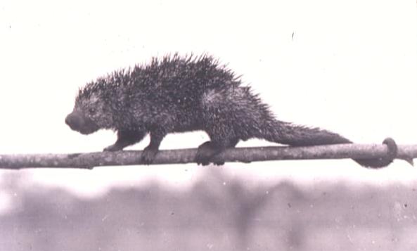 scruffy looking animal walking left on a branch with its tail curled around