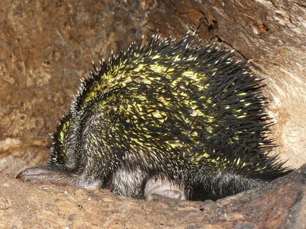 Round animal with black spines with yellow color underneath and just a foot showing.