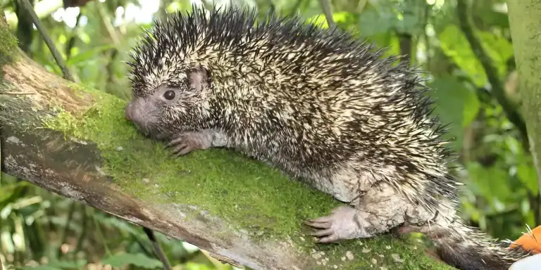 Spiny animal with pinkish legs and nose sitting on a mossy tree branch, facing left.