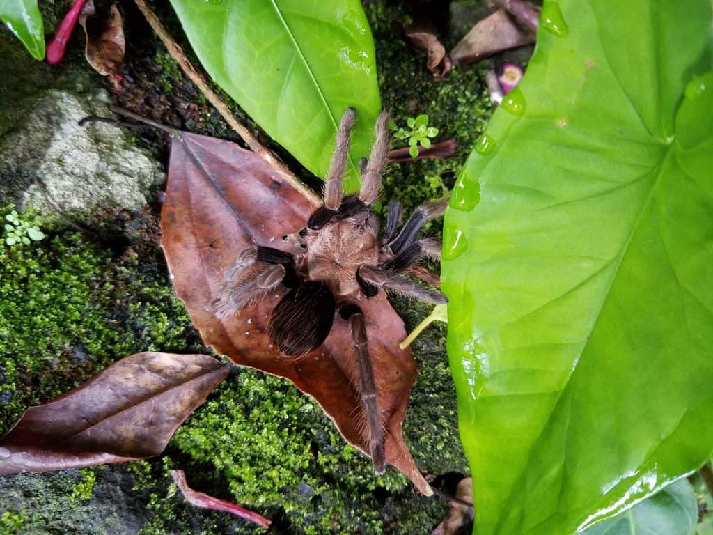 Crassicrus tochtli tarantula