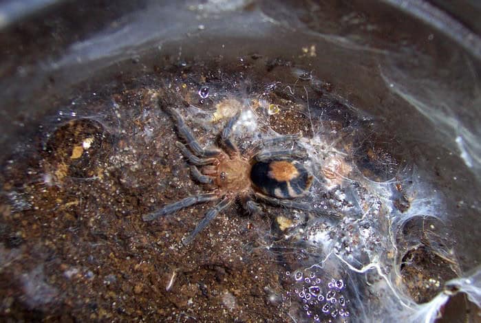 Cyriocosmus perezmilesi tarantula