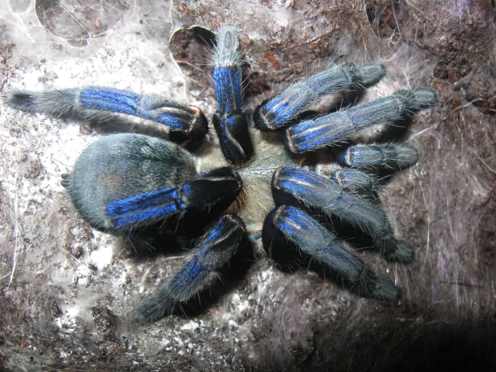 Discover the Fast and Fierce Old World Tarantulas of Asia - A-Z