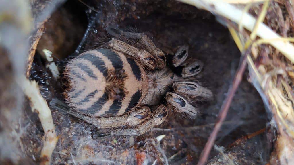 Anqasha picta tarantula