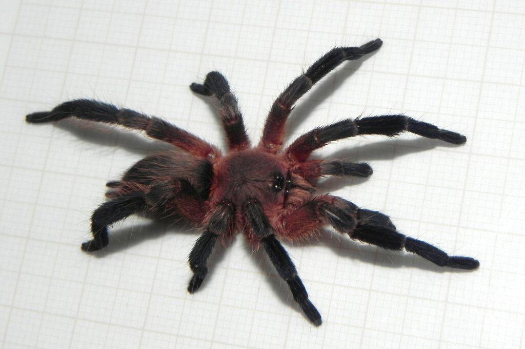 Dolichothele rufoniger tarantula