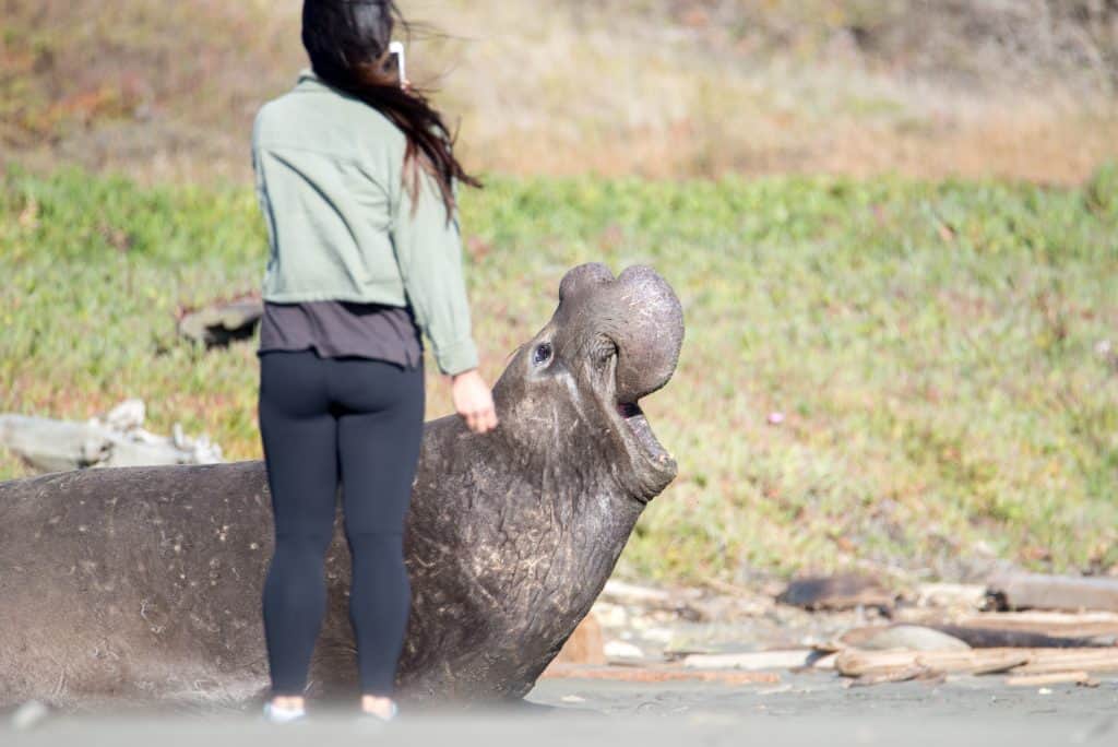 woman in leggings from behind taking a cell phone photo of a huge male elephant seal facing right