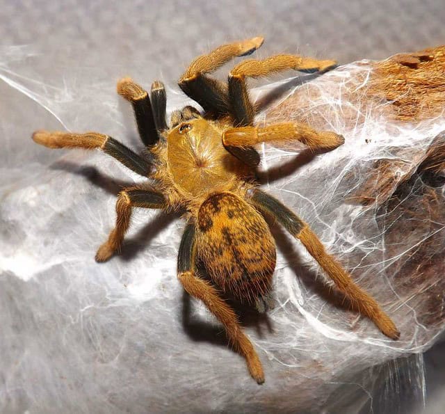 Encyocratella olivacea tarantula