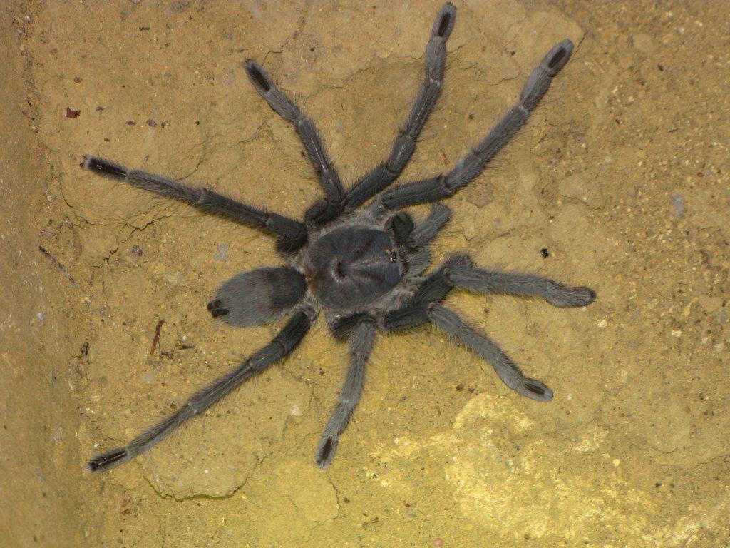Encyocrates raffrayi tarantula