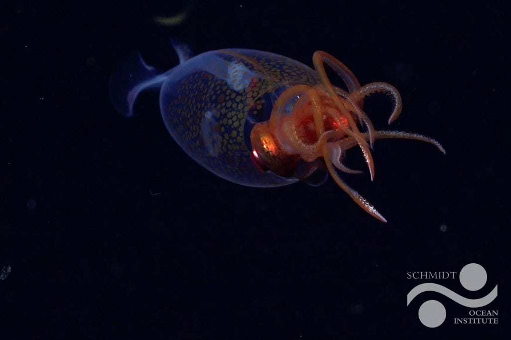 This is the first confirmed live observation of the colossal squid, Mesonychoteuthis hamiltoni, in its natural habitat. 