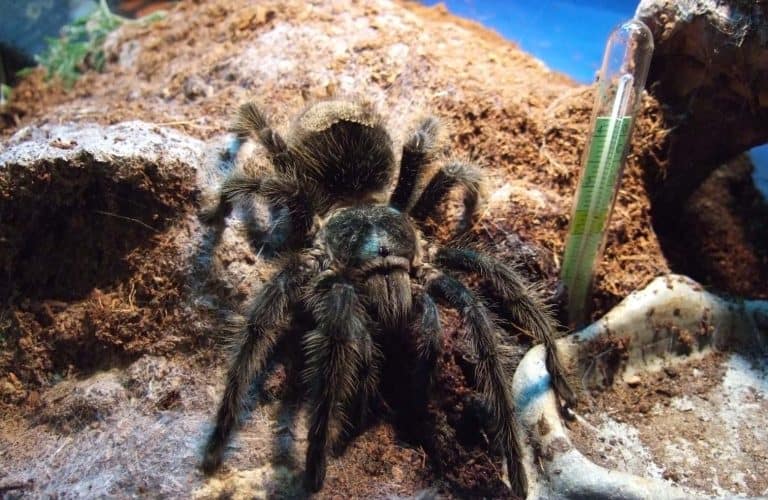 Grammostola grossa tarantula
