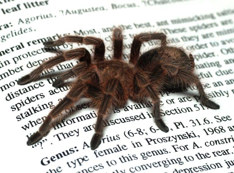 Grammostola rosea tarantula