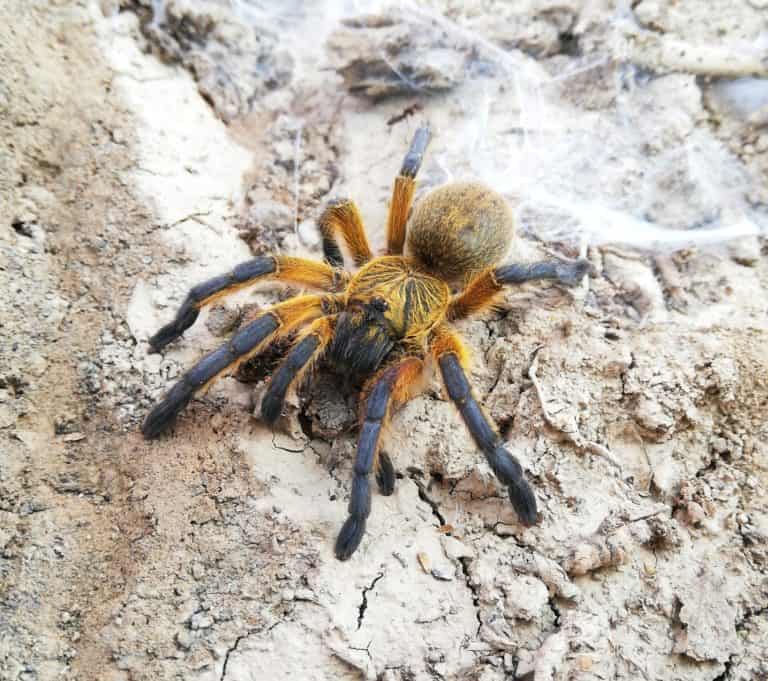 Harpactira_pulchripes_34699757