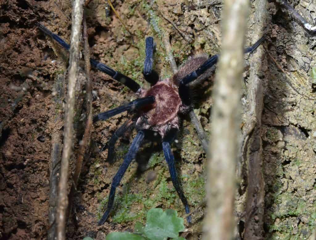 Holothele longipes tarantula