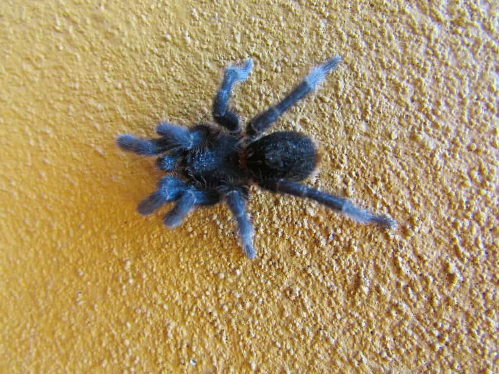 Homoeomma uruguayense tarantula