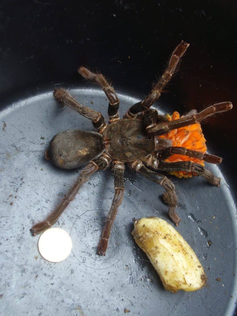 Horns, Hooks, and Harps: The Fascinating Adaptations of Africa's