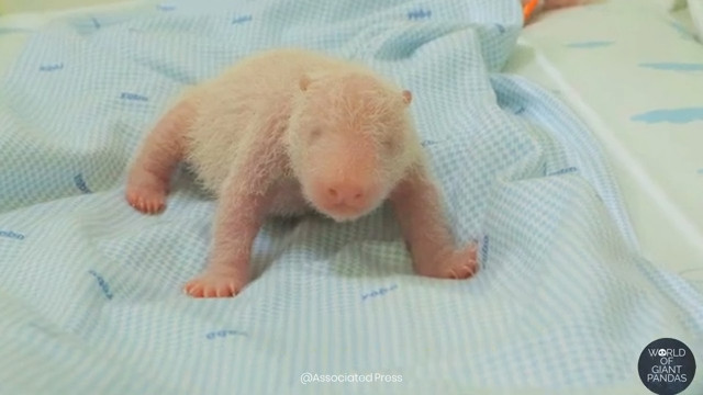 Indonesia&rsquo;s FIRST Baby Panda Is Here!
