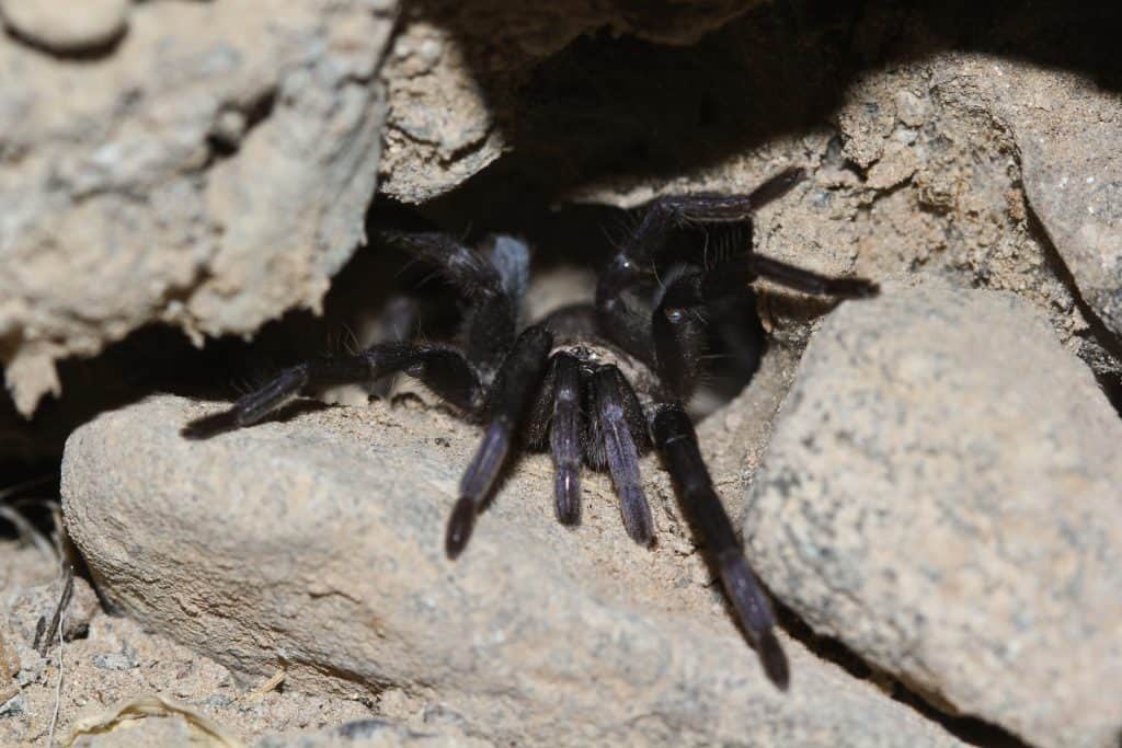 ischnocolus jickelii tarantula