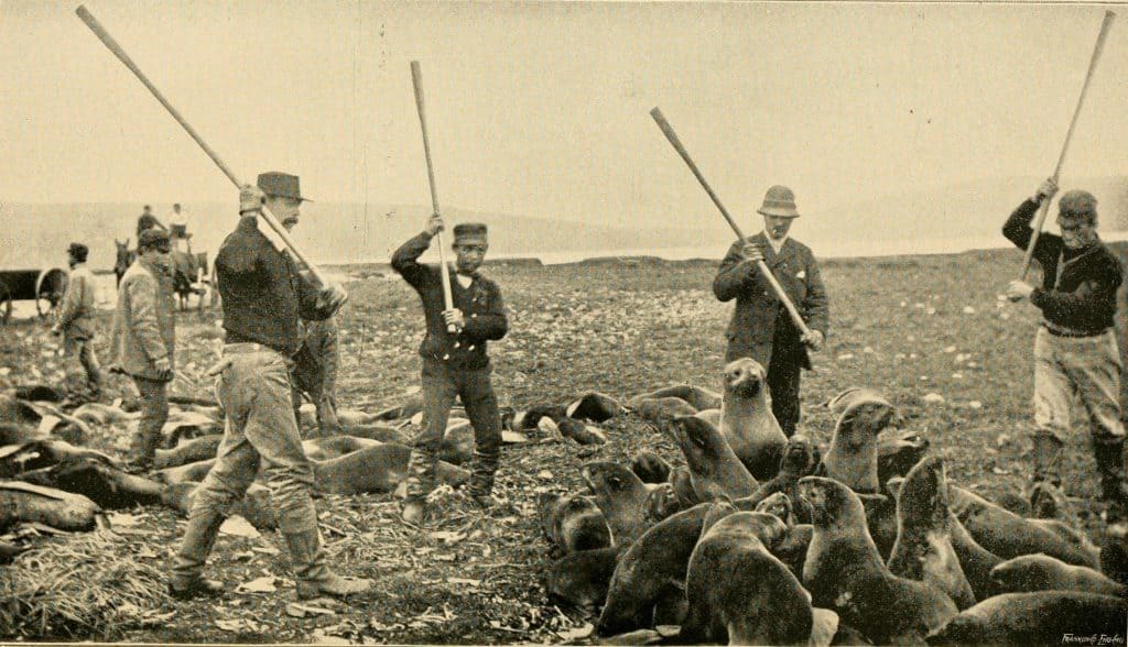 black and white, grainy photograph of men wielding wooden clubs over a group fo seals on a beach