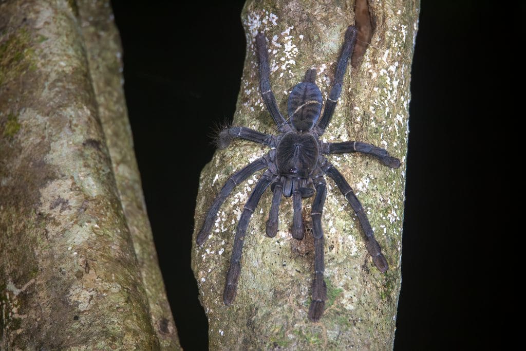 Lampropelma carpenteri