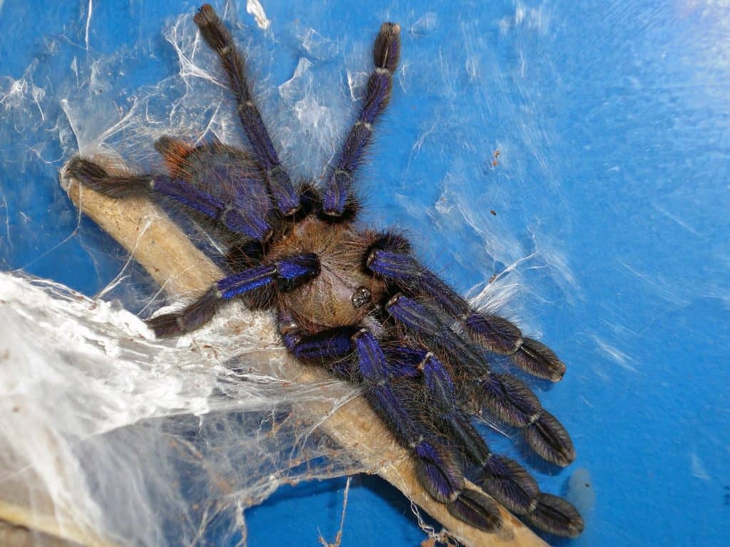 Omothymus violaceopes