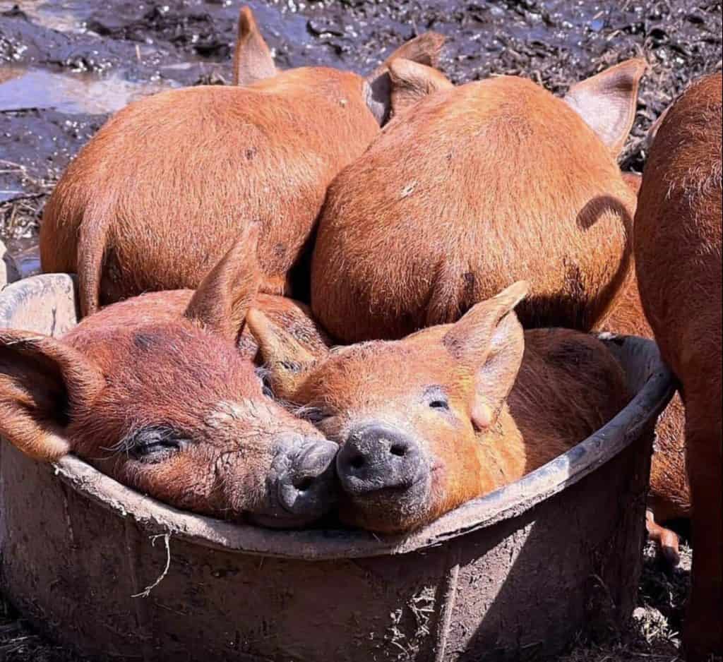 Mangalitsa pigs in a wallow