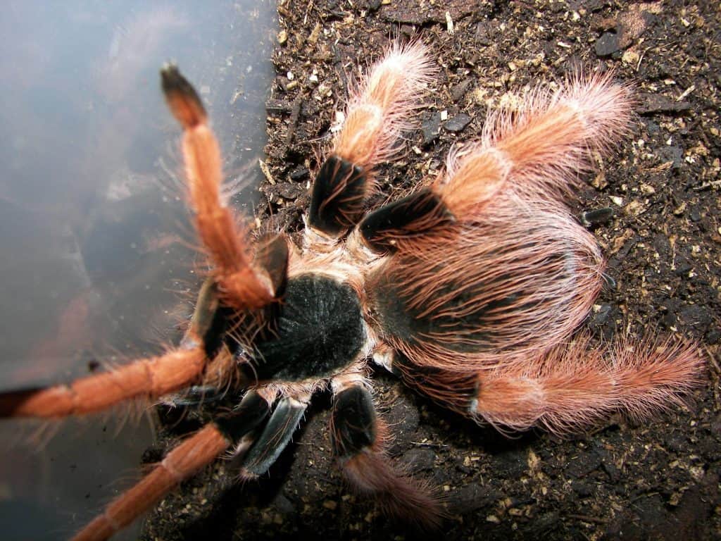 From the Andes to the Amazon, Colombia Is a Tarantula Diversity