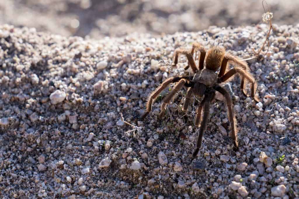 Aphonopelma mojave tarantula