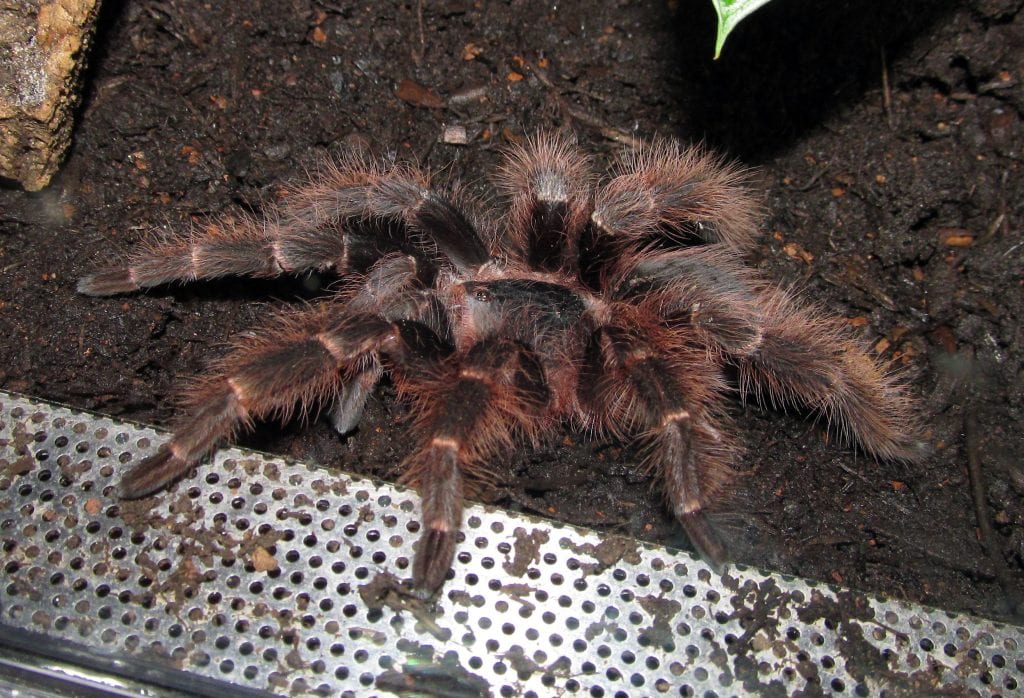 Nhandu carapoensis tarantula