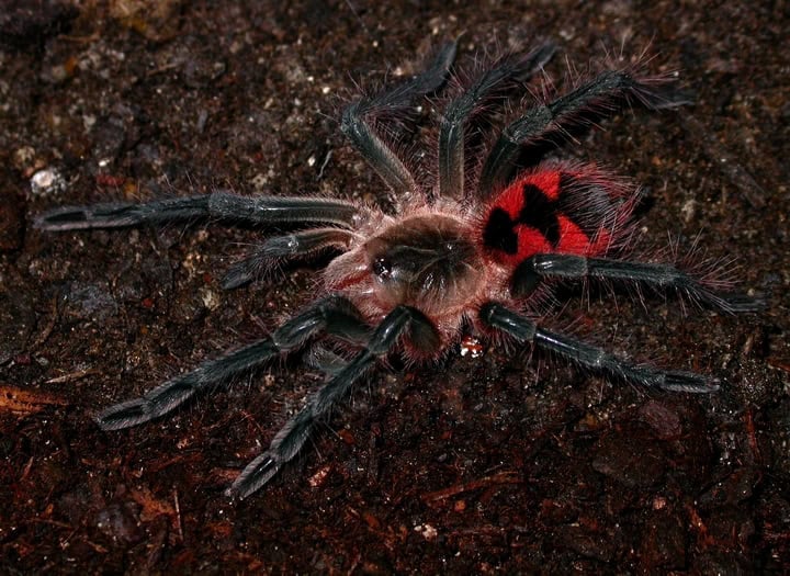 pamphobeteus nigricolor tarantula
