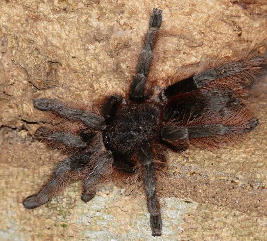 Acanthoscurria chacoana tarantula
