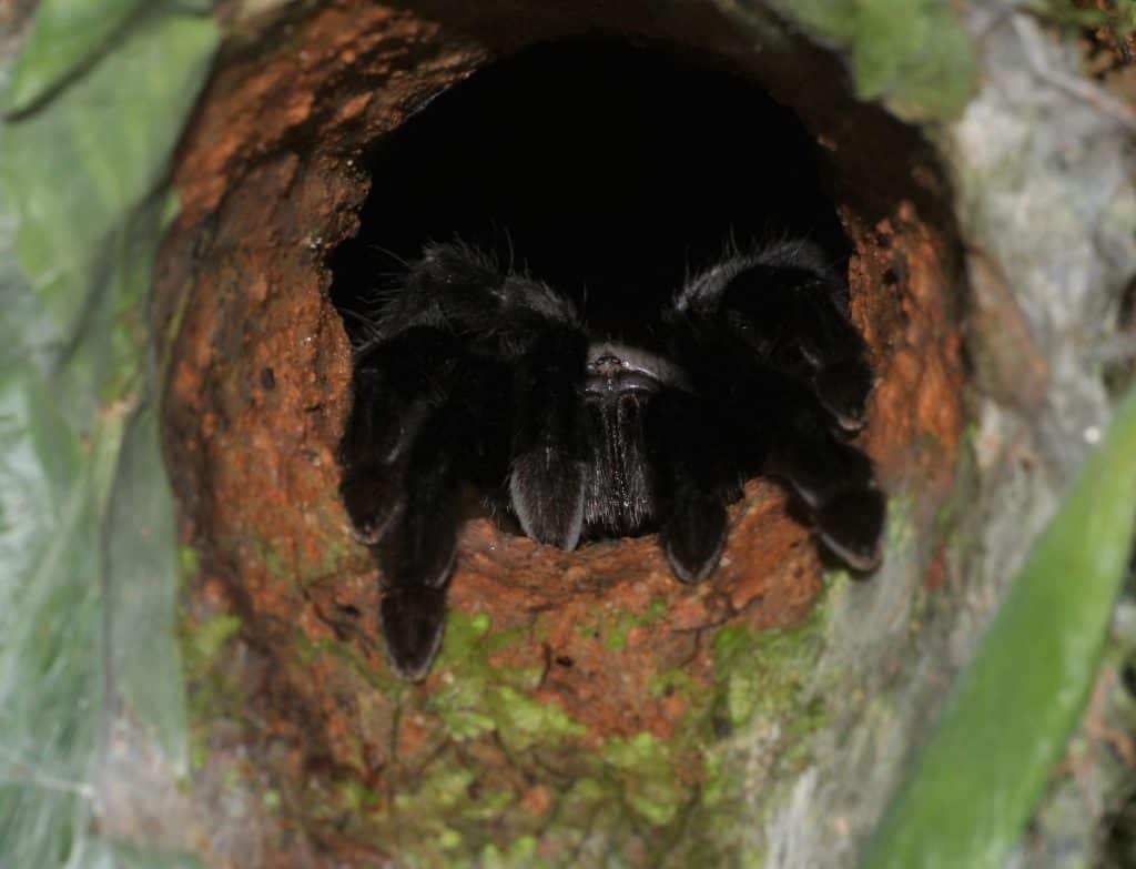 Cilantica kayi tarantula