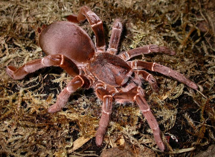 Pelinobius muticus tarantula