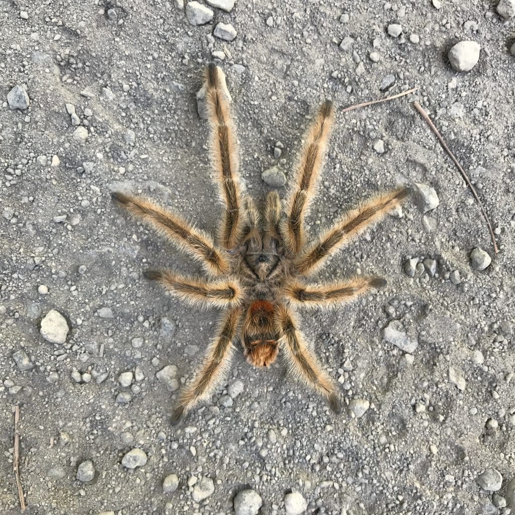 Phrixotrichus vulpinus tarantula