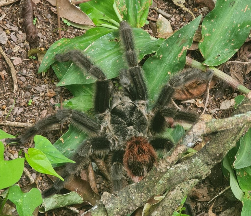 Plesiopelma longisternale tarantula