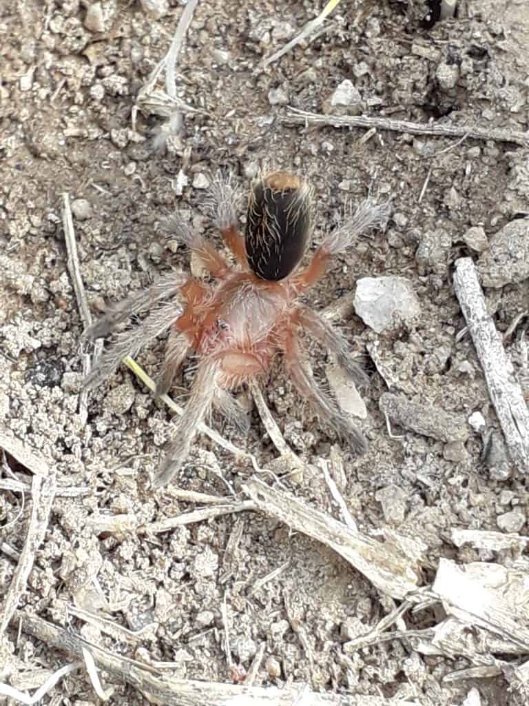 Tarantula of the Plesiopelma species